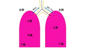 肺分類